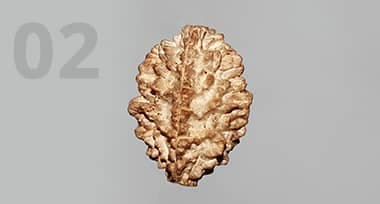 2 Mukhi Rudraksha: Benefits, Power, and Significance