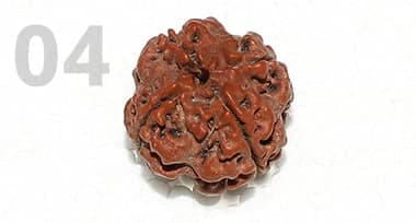 4 Mukhi Rudraksha: Benefits, Power, and Significance