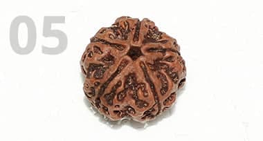 5 Mukhi Rudraksha: Benefits, Power, and Significance