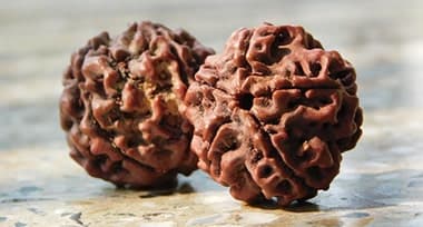 Rudraksha – Origins, Identification & Spiritual Importance