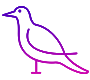 Raven