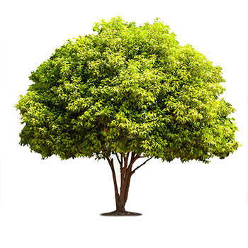 Incense Tree