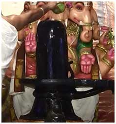 Tender Coconut Shiva Lingam